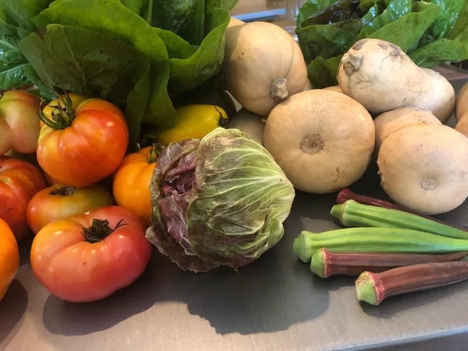 Tomatoes, cabbage, okra and squash from Sun Belly’s produce photograph
